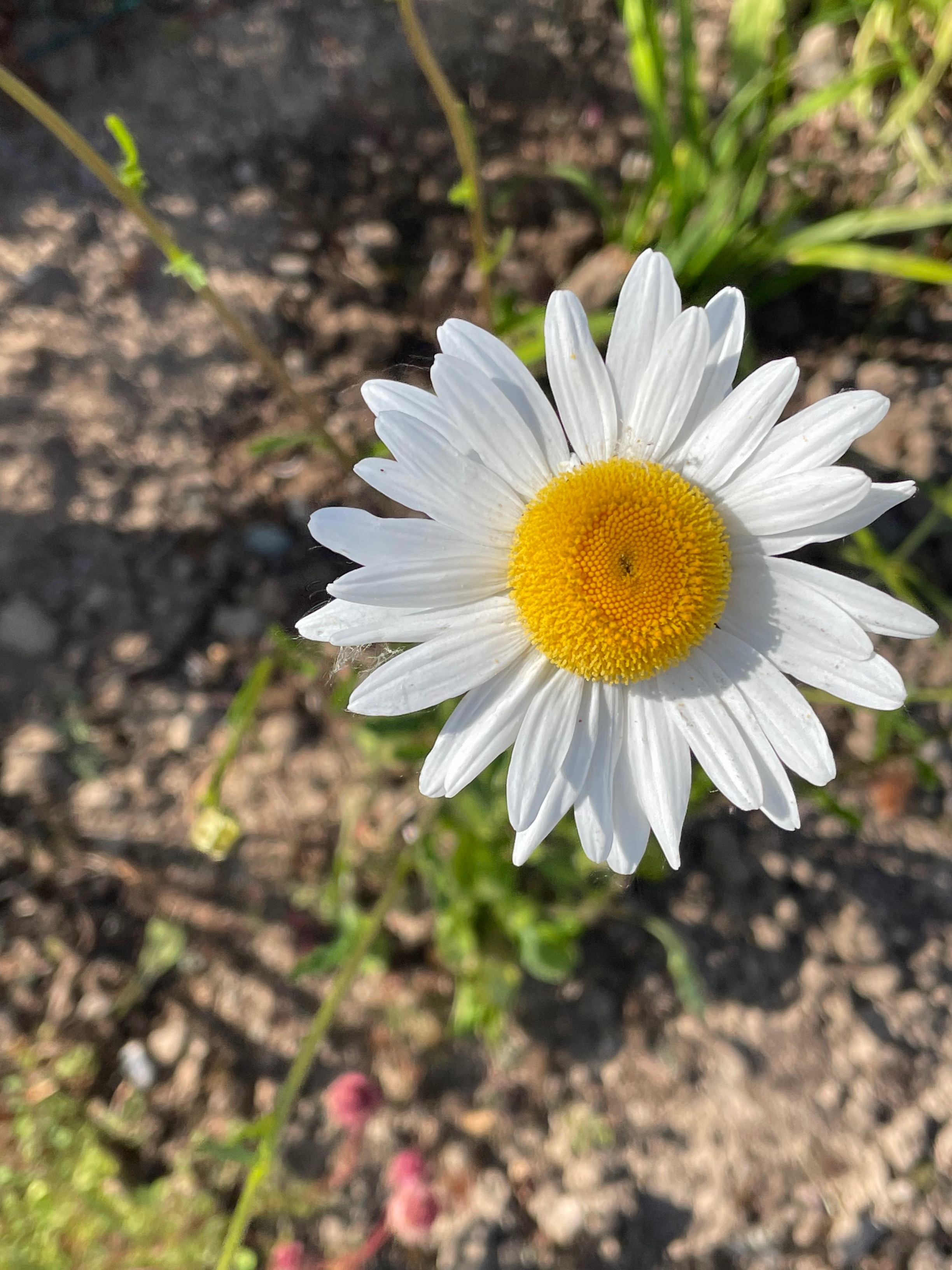 White Large Daisy